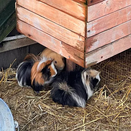 Au Gre Du Vent Βίλα Bray-Dunes