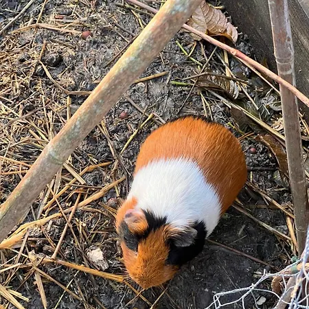 Au Gre Du Vent 브레뒨느